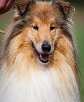 Nescafé Gold Amnis Rhei