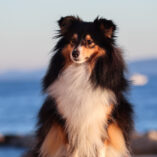 Ocean Pearl Amnis Rhei