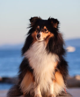 Ocean Pearl Amnis Rhei